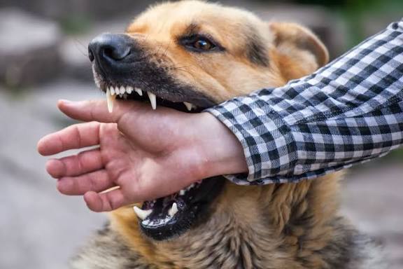 J&K Reports Over 2 Lakh Dog-Bite Cases; SMC Intensifies Sterilization and Anti-Rabies Drive: J&K Govt  New ABC Centre at Ahal Chatterhama to Boost Street Dog Sterilization and Vaccination Capacity Tenfold