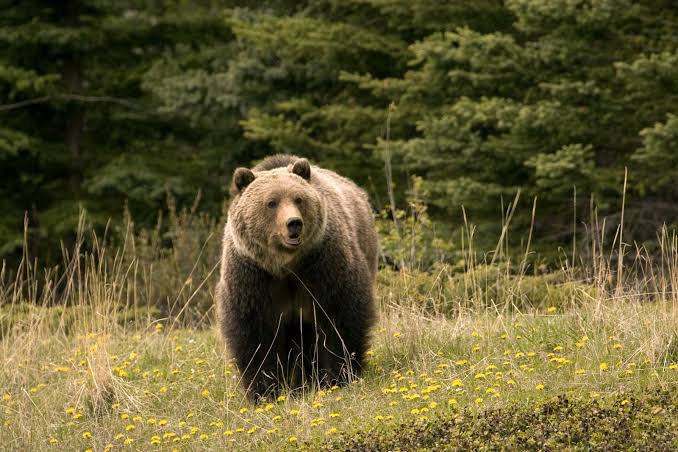 Man Injured in Bear Attack While Grazing Sheep Near Forest Area in Dooru